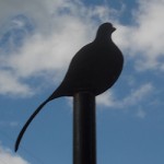 RAYS SITTING BIRD 2013