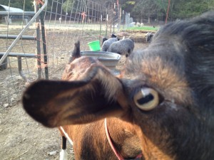 Yampa, the Oberhasli goat, is curious about the camera